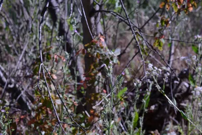 DSC_2028 (Large).JPG